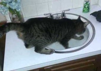 Cat Tries to Dig Through Sink