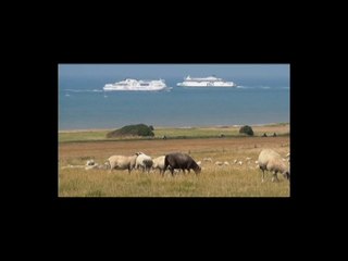 Escalles : moutons au cap Blanc-Nez