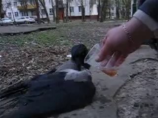 KARGA SARHOŞ OLURSA..!