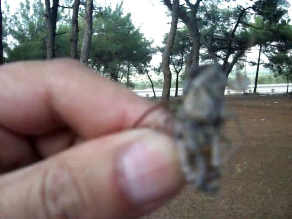 KIRKAĞAÇ ÇAMLIĞINDA BİR AĞUSTOS BÖCEĞİ