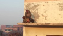 Monkey steals the bowl for food ...... Monkeys doing funny things ..