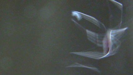 Why is this Spider Flying . Flying Spider.Unbelievable