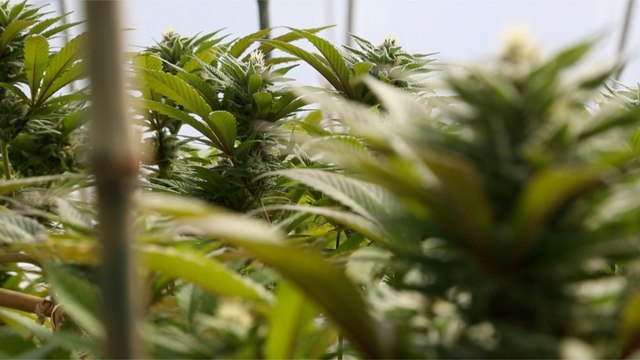 Guatemalan president still mulling whether to legalize marijuana