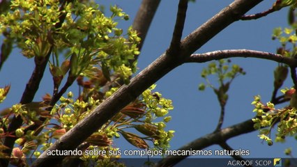 Agroforestería, desafíos y perspectivas con subtítulos en español