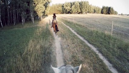 ksk gloria, horses run
