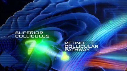 The Plastic Fantastic Brain 2/4