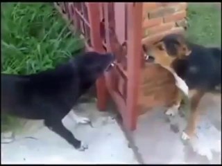 Birbirinden Cesaretli İki Köpeğin Kavgası (!)