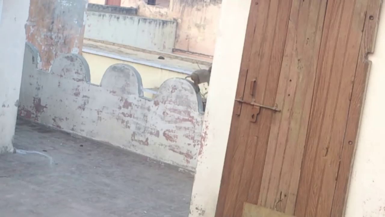Deadly Monkey Attacking Man