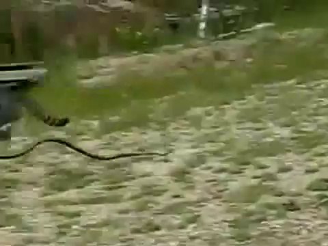 Snake vs Cat fight ........Deadly battle between cat and snake ...