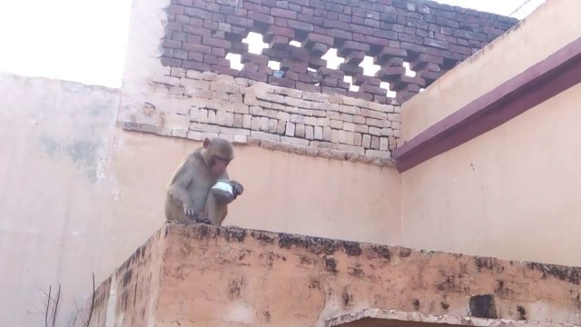 Monkeys doing funny things .....Monkey stealing the bowl ...