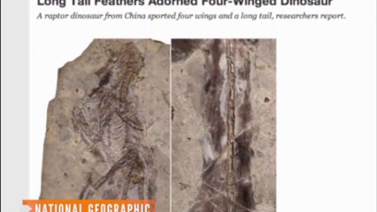 T-Rex footprints supports the theory that the giant predators hunted in packs instead of alone.