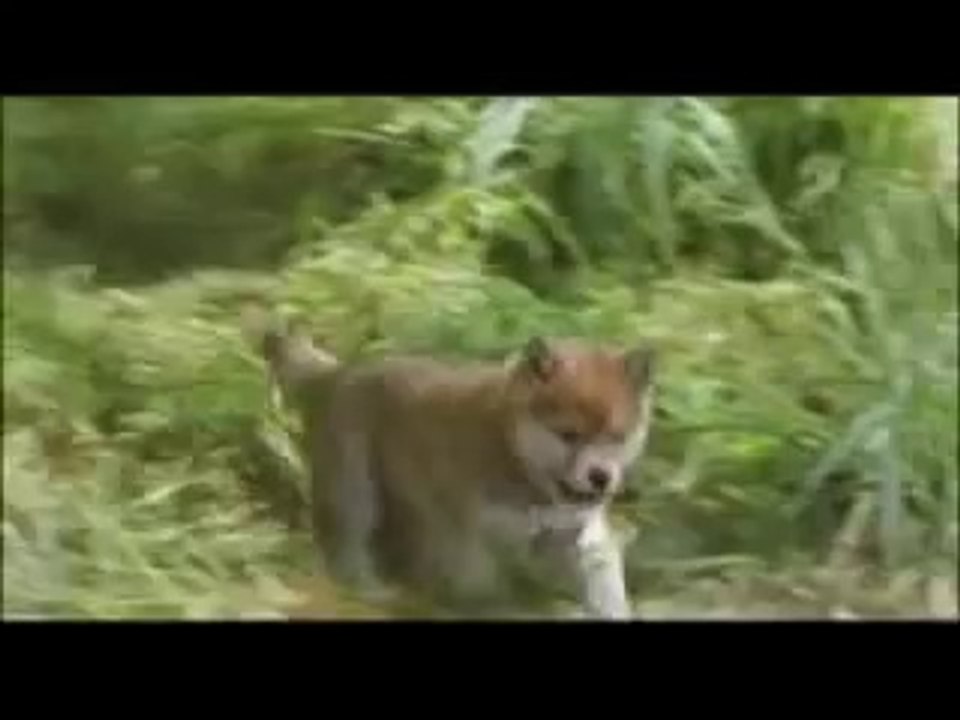 マリと子犬の物語