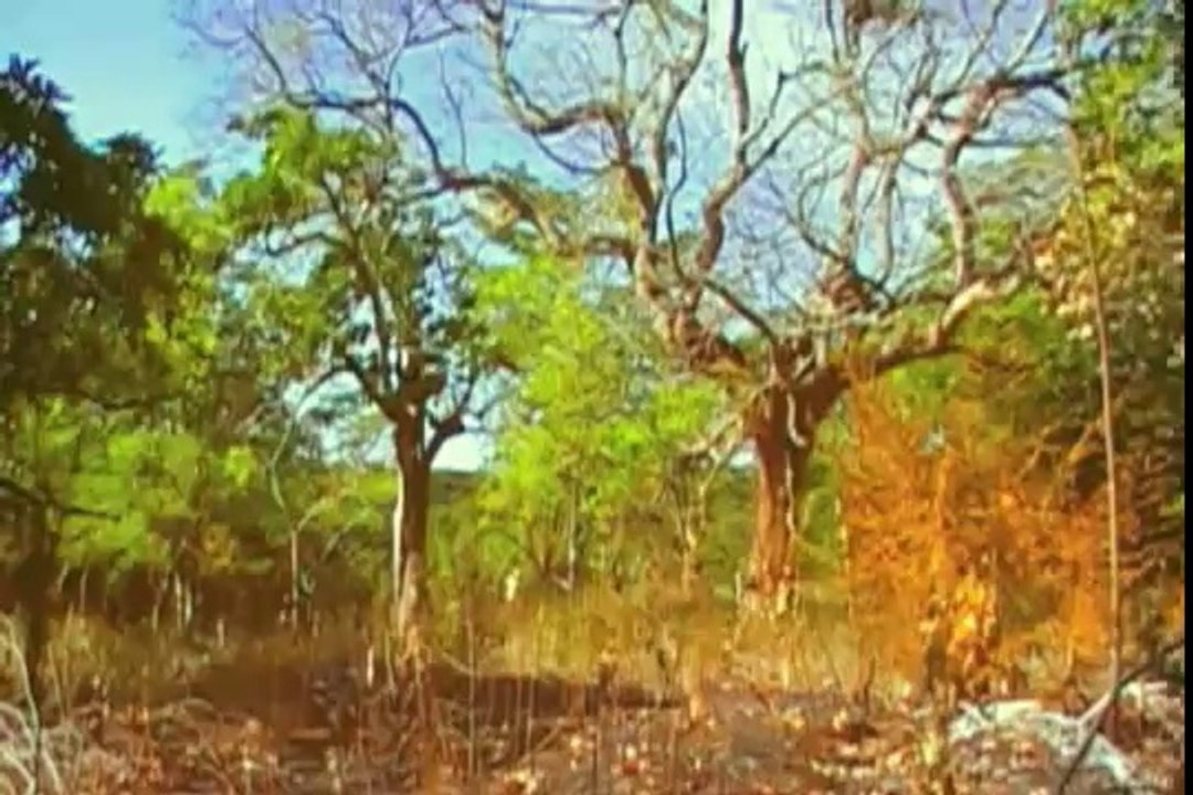 A eterna maldição do cacique serigy (Alessandro Santana, Bruno Monteiro e Mauro Luciano, 2009)