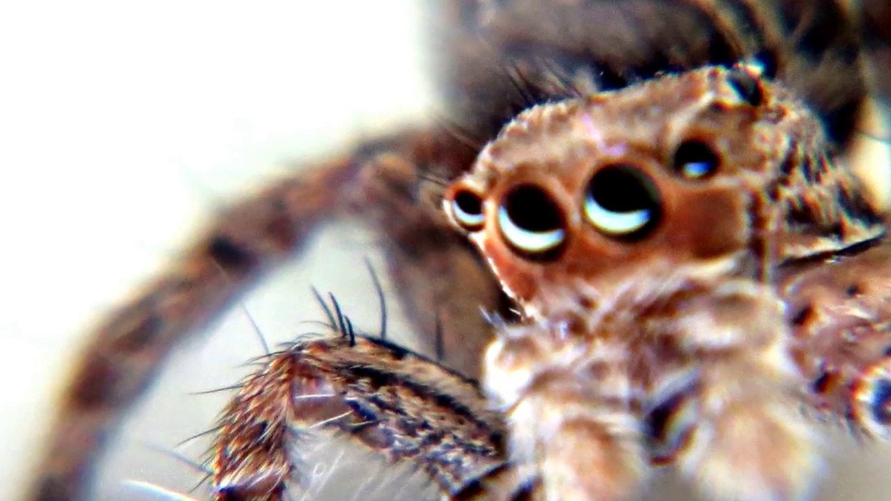 INDIAN HUNTING SPIDER