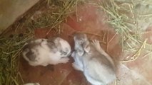 cute and beautiful rabbits صغار أرنب