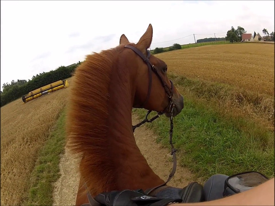 Balade à cheval - Liverpool - 21 juillet 2014