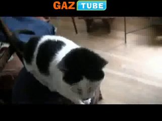 Sen Nelere Kadirsin Dedirtecek 4 gözlü kedi By Daraske