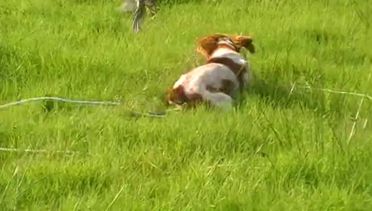 Janique 5,5 mois bel arrêt sur caille