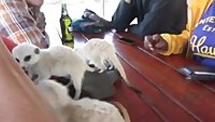 Brawling Meerkat Pups