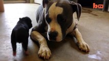 Piglet Is Best Friends With Pit Bull Terrier