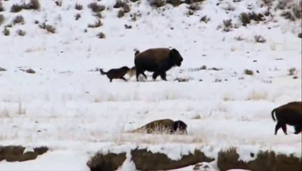World Deadliest Hunting - Deadly Wolves Coyotes Attacking Buffalo - Coyotes Hunting Big Buffalo