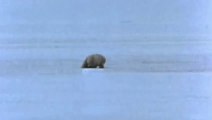 Hunter Shooting Polar Bear - Hunter Hunting Wild Bear