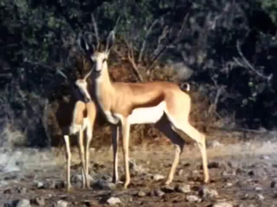 Must Watch - Amazing Deadly Fight between Wild Animals, Dangerous Deadly Fight Between Animals