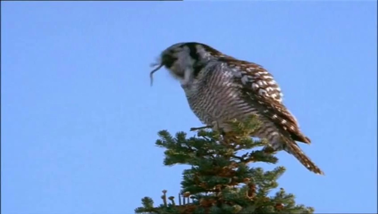 World's Deadliest -- Deadly Owl Hunting Mouse - Best Owl Hunting Ever