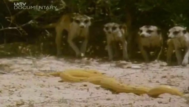 World's Deadliest Attack on King Cobra Meerkats Trying to Kill Deadly King Cobra