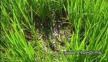 KOCANI GLODARI GI NAPAGJAAT ORIZOVITE NIVI 26 07