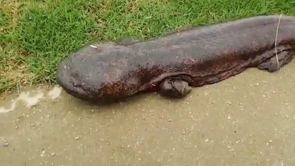 Dünya Bu Canlıyı Konuşuyor