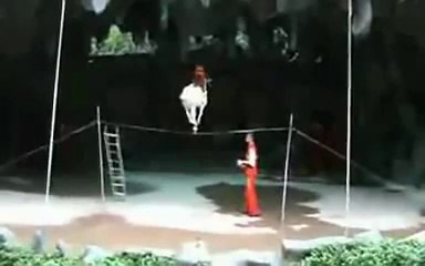 A Monkey on a Goat on a Cup on a Tightrope