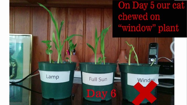 Review TaoTronics® E27 12W Led Grow Light Red Blue LED Lights for Plants in Garden Greenhouse