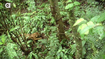 Can We Save the Tiger?