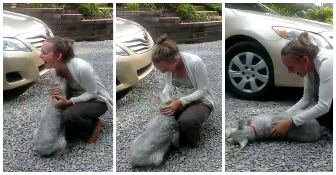 Dog Almost Faints Of Emotion Seeing His Owner Two Years After