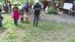 Hautes-Alpes: Concours d'obéissance pour les chiens à St Blaise
