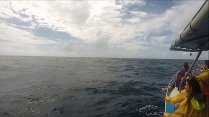 Sortie avec Sea Blue et Megaptera - 26 juillet 2014