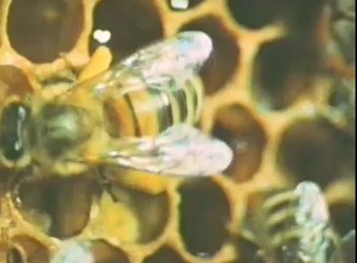 Walt Disney and True-Life Adventures