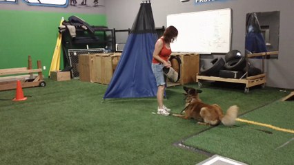 Gaetz IPO training 7/26/14 - Bark and Hold and Escape Bite
