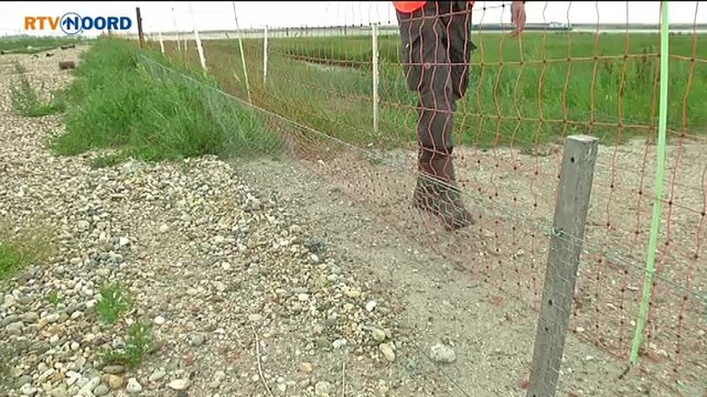 Broedeiland Oterdum: Niet slecht voor een eerste jaar - RTV Noord