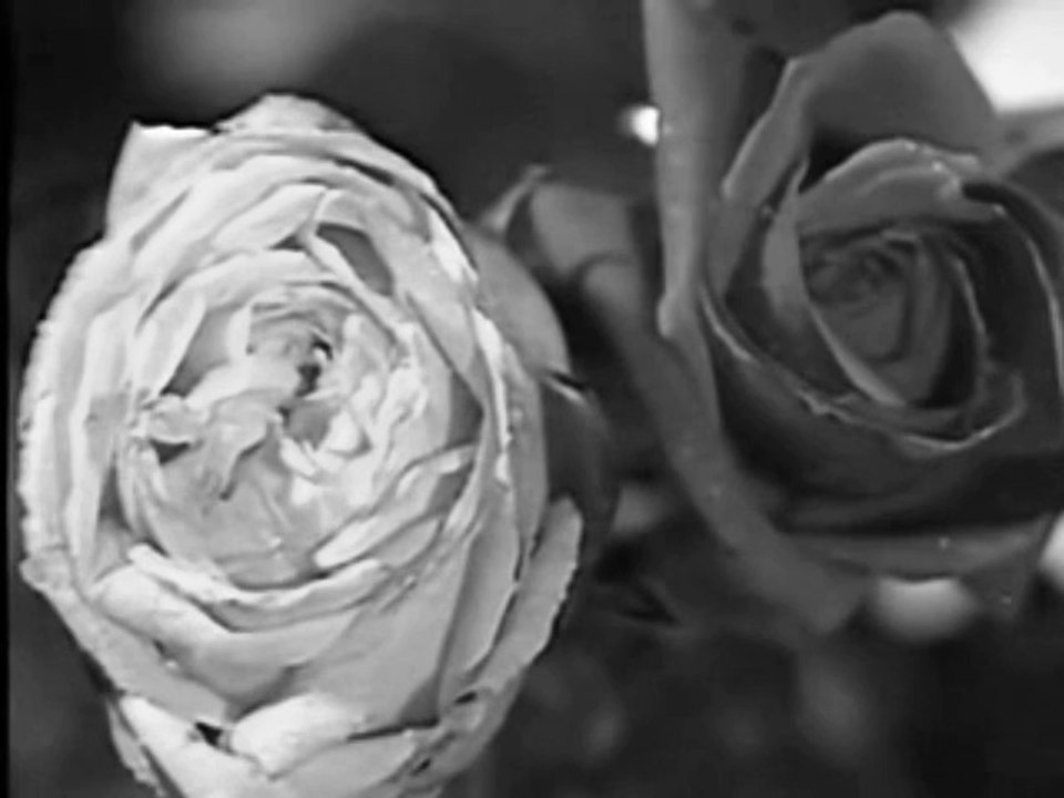 Baharın Gülleri Açtı - Zeki Müren