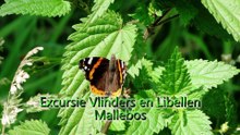 Excursie vlinders en libellen - Mallebos / Spijkenisse 2014