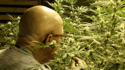 Pot on the prairie: boon for Colorado, bane for neighbors