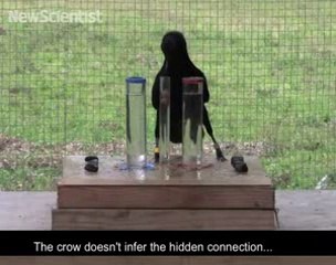 Physics-minded crow brings Aesop's fable to life