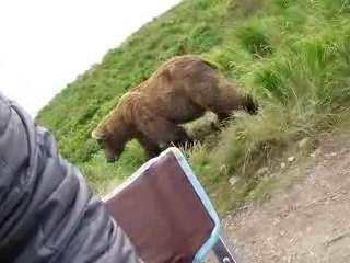 Incredible Up-Close Encounter With Alaskan Brown Bear