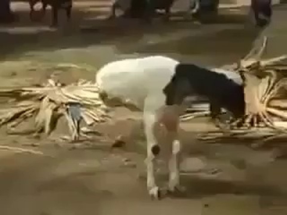 MASH ALLAH IS 2 TANGON WALI BHER KO DEKHAIN.