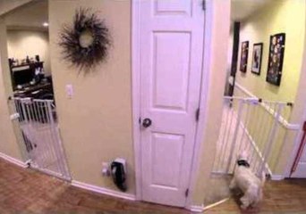 Dog Escapes Through Baby Gate