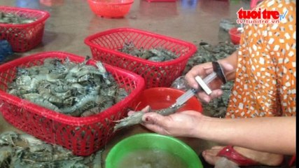 Thuê gần 30 công nhân bơm rau câu vào tôm