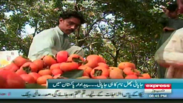 Persimmon (AMLOK) in swat valley Report by sherin zada