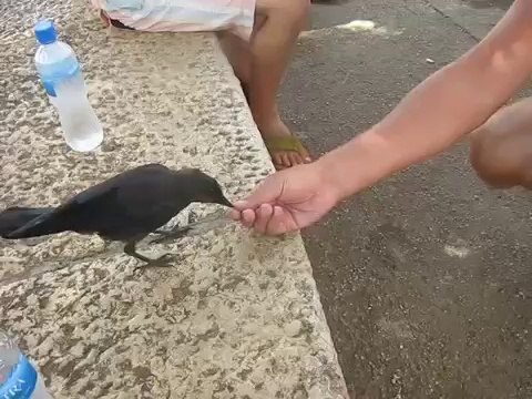 Un oiseau demande de l'eau à des humains